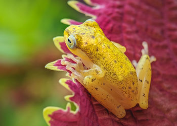 Golden buble nest tree frog philautus vittiger