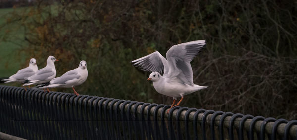Close-up of black-headed gull on bridge rail