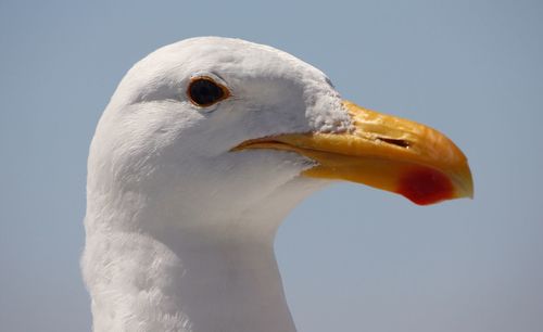 Close-up of bird against sky