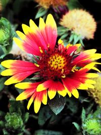 Close-up of red flower