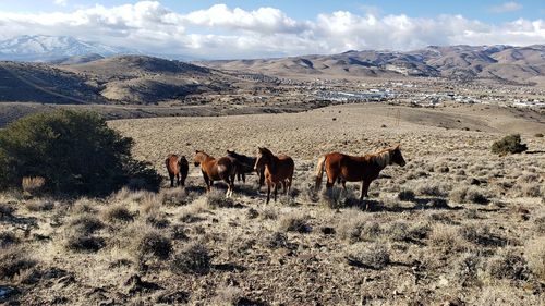 Six wild horses in a mountain meadow in winter 