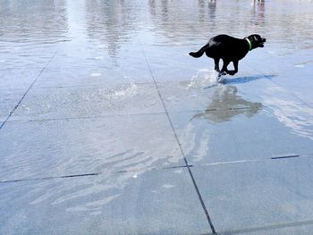 Side view of black dog running on water at place de la bourse
