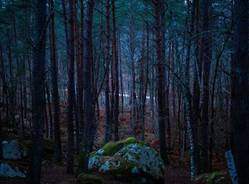 Trees in forest