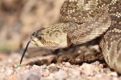 Close-up of lizard