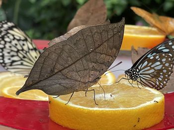 Close-up of butterfly on leaves