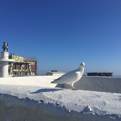 Seagull perching on shore against clear blue sky