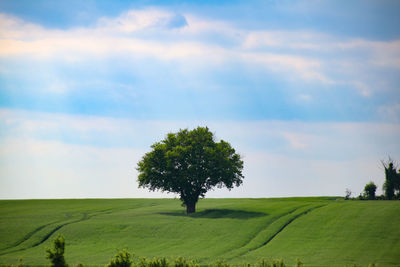 Scenic view of agricultural field against sky