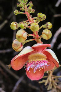 Close-up of flowering plant