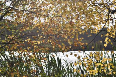 Trees by lake during autumn