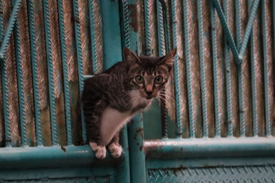 Portrait of a cat looking away