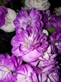 Close-up of purple flowers blooming outdoors