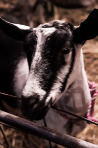 Close-up of cow looking away