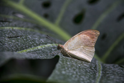 Close-up of butterfly on leaf