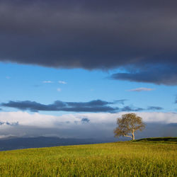 Scenic view of agricultural field against sky