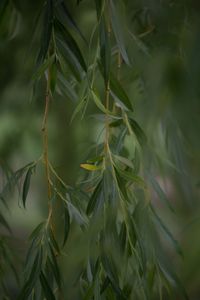 Close-up of weeping willow