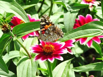 Close-up of butterfly pollinating on flower