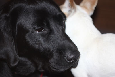 Close-up portrait of dog