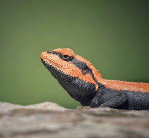 Close-up of lizard