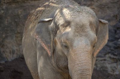 Close-up of elephant