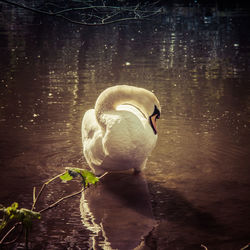 Close-up of swan in lake