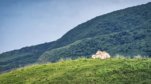 View of a reptile on a mountain