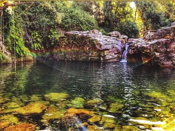 Scenic view of lake in forest