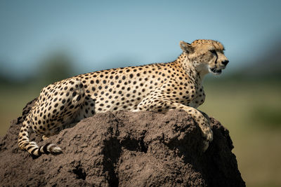 Close-up of cheetah sitting on rock