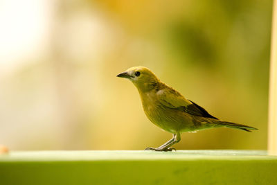 Close-up of bird perching