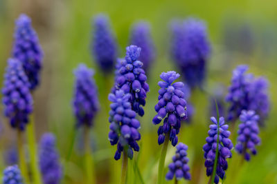 Close-up of purple flowering plants