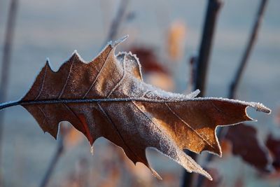 Close-up of dry maple leaf on water