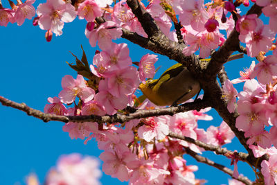 Low angle view of pink cherry blossoms