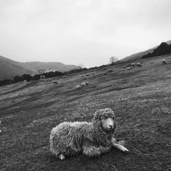 View of a dog on field