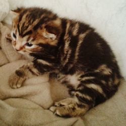 Cat sleeping on blanket