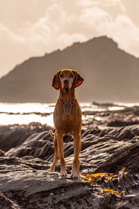 Portrait of dog on rock at beach against sky