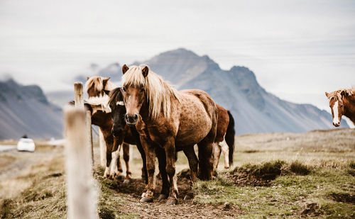 Horses standing on field