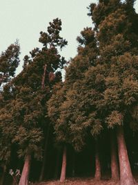 Low angle view of trees in forest during autumn