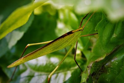 Close-up of insect on leaf