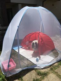Dog in tent