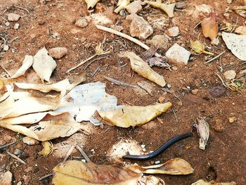 High angle view of dry leaves on ground