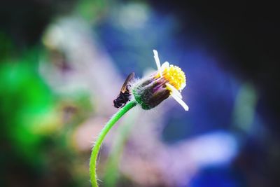 Close-up of bee pollinating on flower