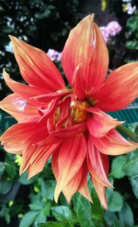 Close-up of red flower