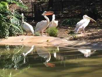 Birds perching on lake