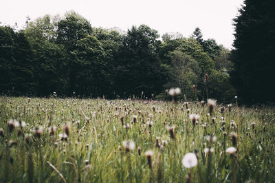 Plants growing on field against trees