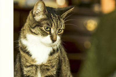 Close-up portrait of cat