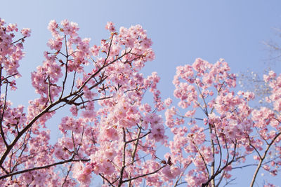 Low angle view of pink flowers blooming on tree