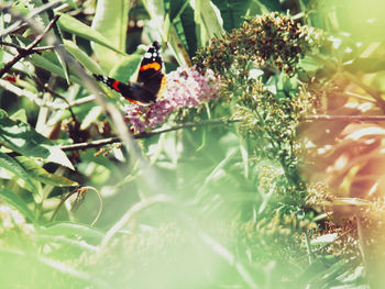 Close-up of butterfly pollinating on flower