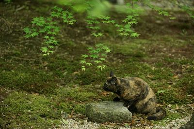 A tortoiseshell cat sitting in japanese garden at fresh green season