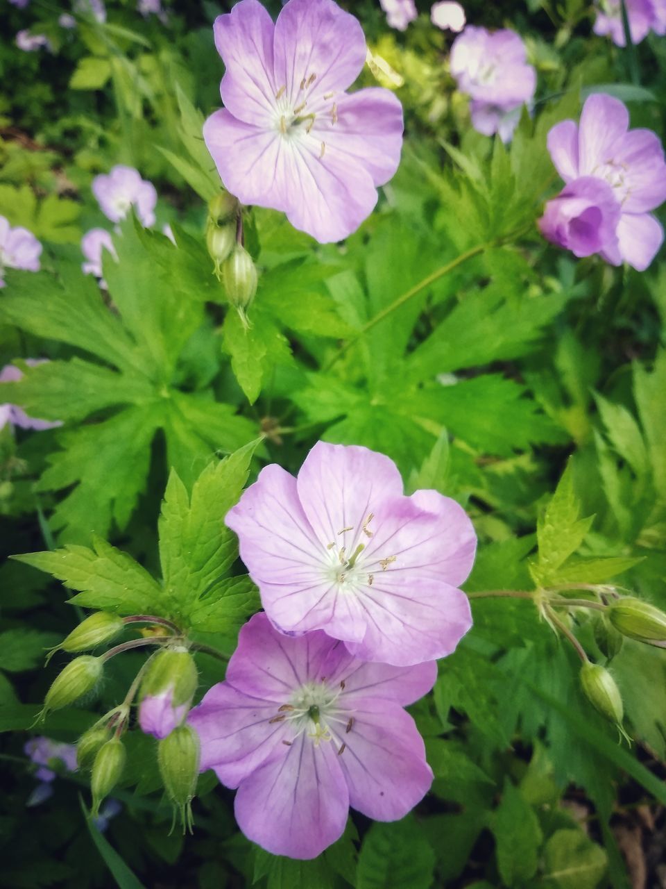 CLOSE-UP OF PURPLE FLOWERING PLANT