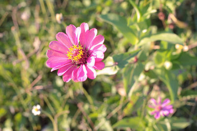 Close-up of pink flower on field