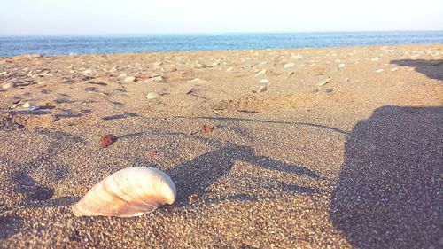 Surface level of shells on beach